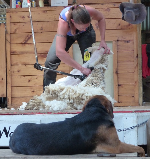 Huntaway dog watching shearing at Sheepworld, NZ